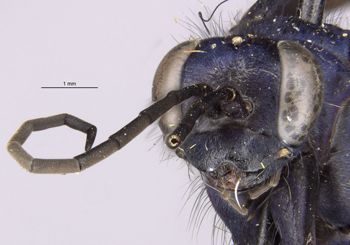 Media type: image;   Entomology 22684 Aspect: head frontal view